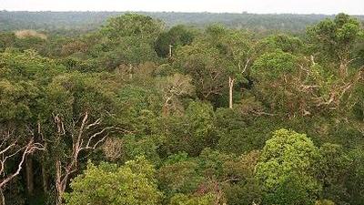 Die Gier Nach Soja Zerstort Den Regenwald Grenzecho